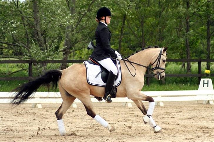 Rideklubben Falken d. 29.05.2010 - X-FAKTOR CUP KVALIFIKATION billede 28