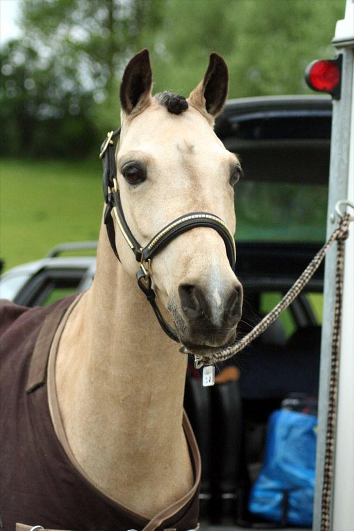 Rideklubben Falken d. 29.05.2010 - X-FAKTOR CUP KVALIFIKATION billede 42