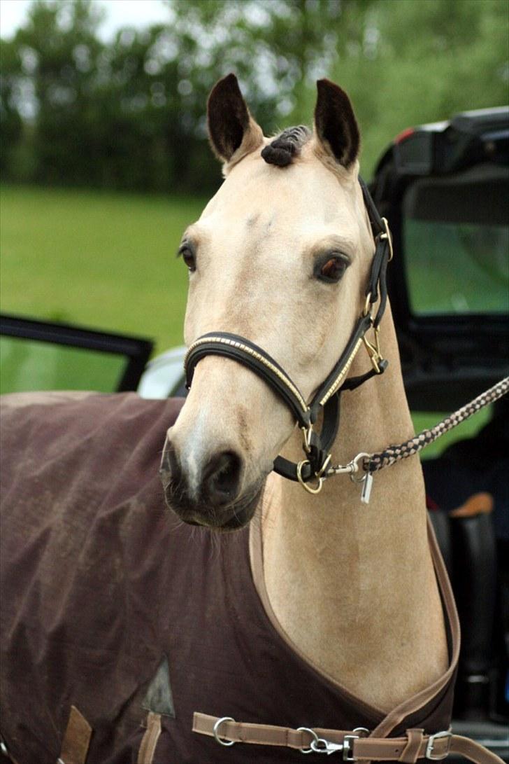 Rideklubben Falken d. 29.05.2010 - X-FAKTOR CUP KVALIFIKATION billede 43