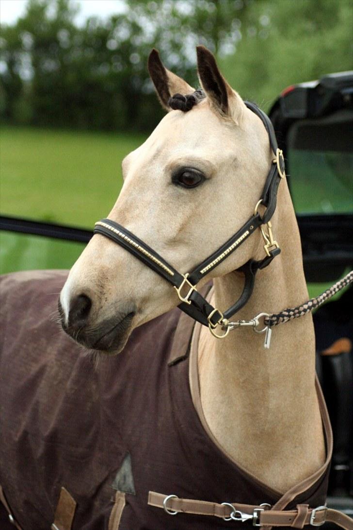 Rideklubben Falken d. 29.05.2010 - X-FAKTOR CUP KVALIFIKATION billede 44