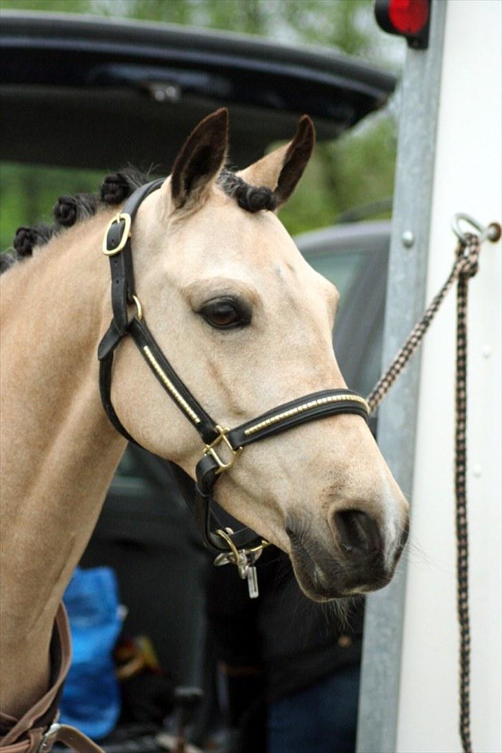 Rideklubben Falken d. 29.05.2010 - X-FAKTOR CUP KVALIFIKATION billede 45