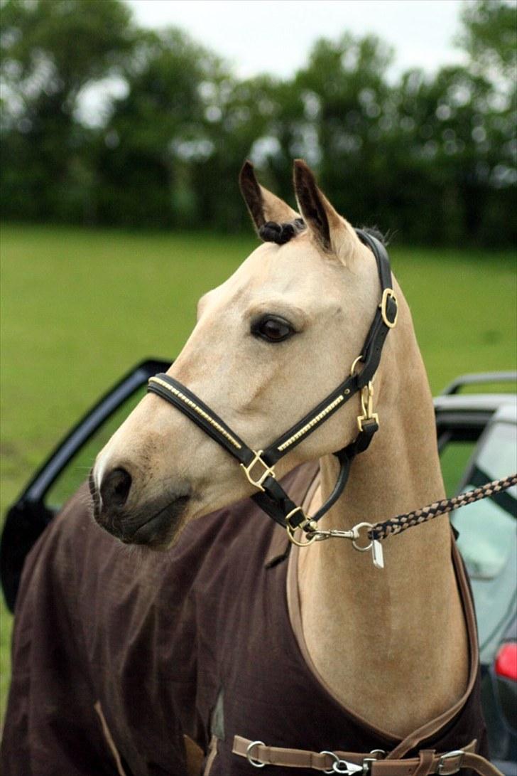Rideklubben Falken d. 29.05.2010 - X-FAKTOR CUP KVALIFIKATION billede 46