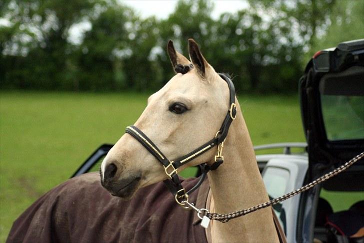 Rideklubben Falken d. 29.05.2010 - X-FAKTOR CUP KVALIFIKATION billede 47