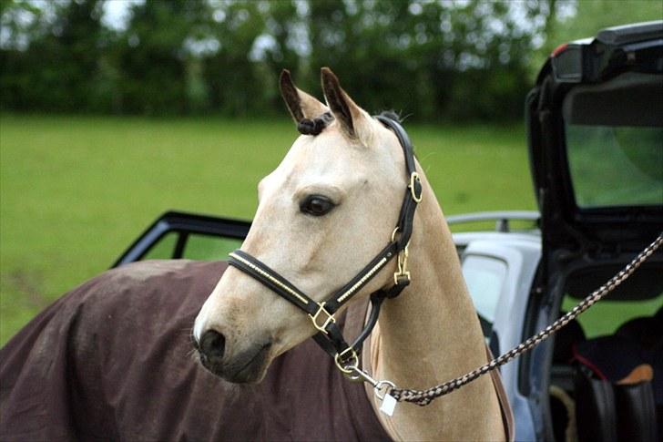 Rideklubben Falken d. 29.05.2010 - X-FAKTOR CUP KVALIFIKATION billede 48