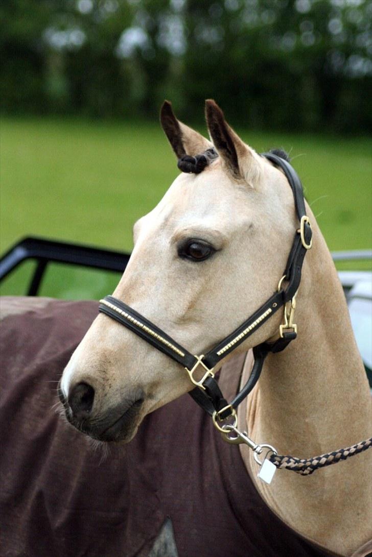 Rideklubben Falken d. 29.05.2010 - X-FAKTOR CUP KVALIFIKATION billede 49