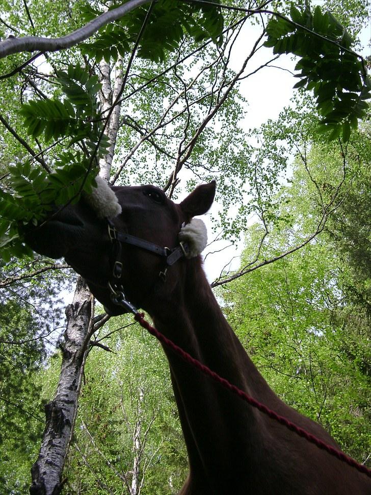 Inga og Pathie på stranden - verdens største legedyr! :D  billede 2