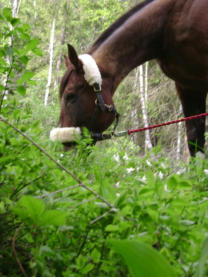 Inga og Pathie på stranden - verdens største legedyr! :D  billede 3