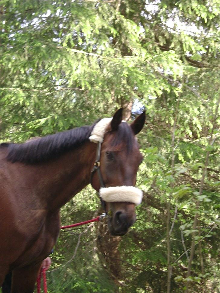 Inga og Pathie på stranden - verdens største legedyr! :D  billede 4