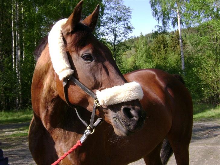 Inga og Pathie på stranden - verdens største legedyr! :D  - FOTO : avis-mand billede 7