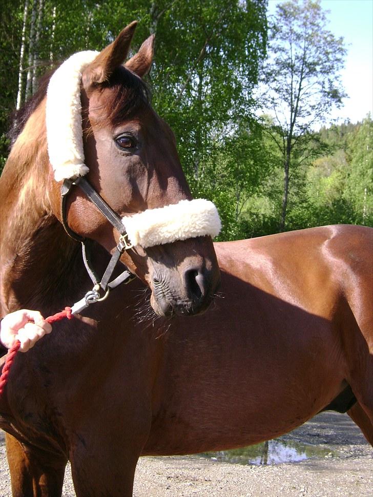 Inga og Pathie på stranden - verdens største legedyr! :D  - FOTO : avis-mand billede 8