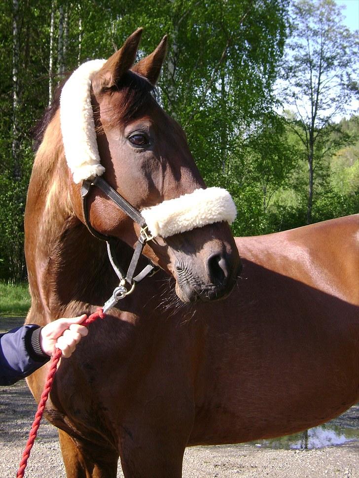 Inga og Pathie på stranden - verdens største legedyr! :D  - FOTO : avis-mand billede 9
