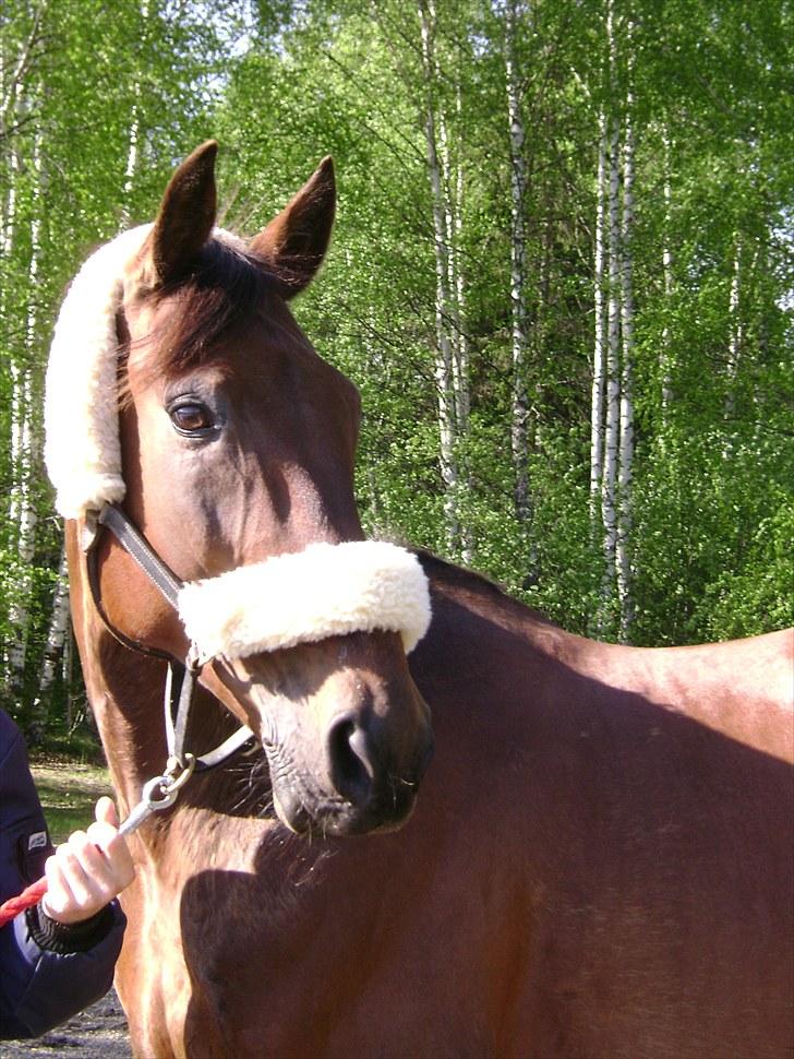 Inga og Pathie på stranden - verdens største legedyr! :D  - FOTO : avis-mand billede 10