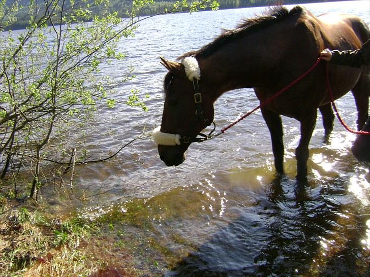 Inga og Pathie på stranden - verdens største legedyr! :D  - FOTO : avis-mand billede 23