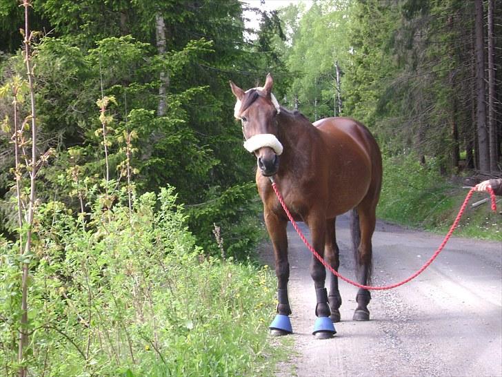 Inga og Pathie på stranden - verdens største legedyr! :D  billede 37