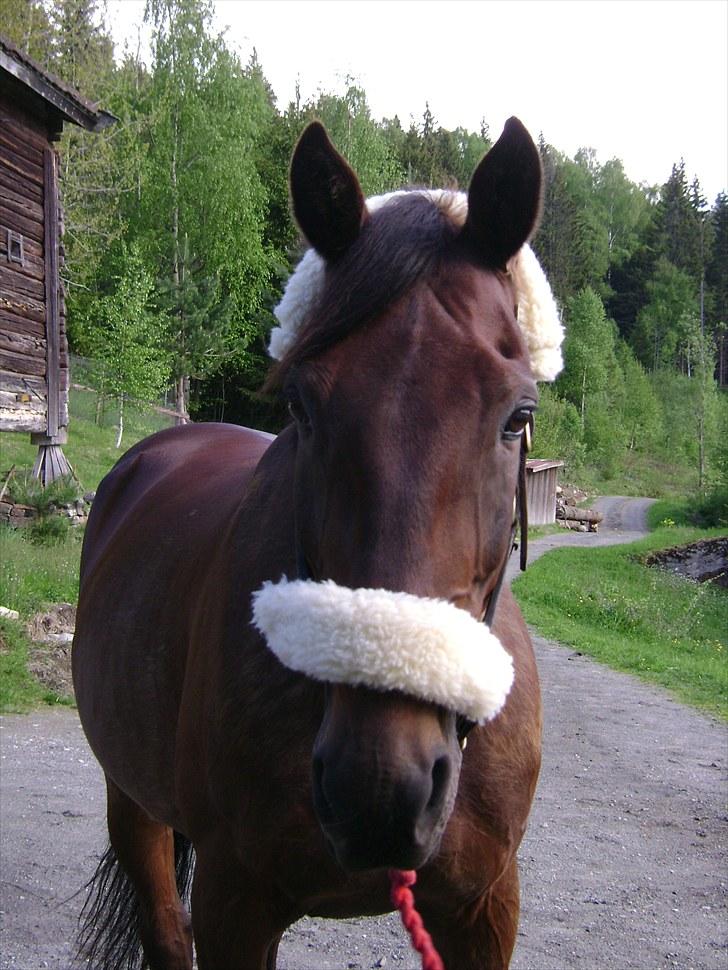 Inga og Pathie på stranden - verdens største legedyr! :D  billede 38