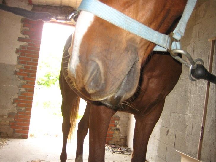 Lakrids sliksten NAMXD billede 1