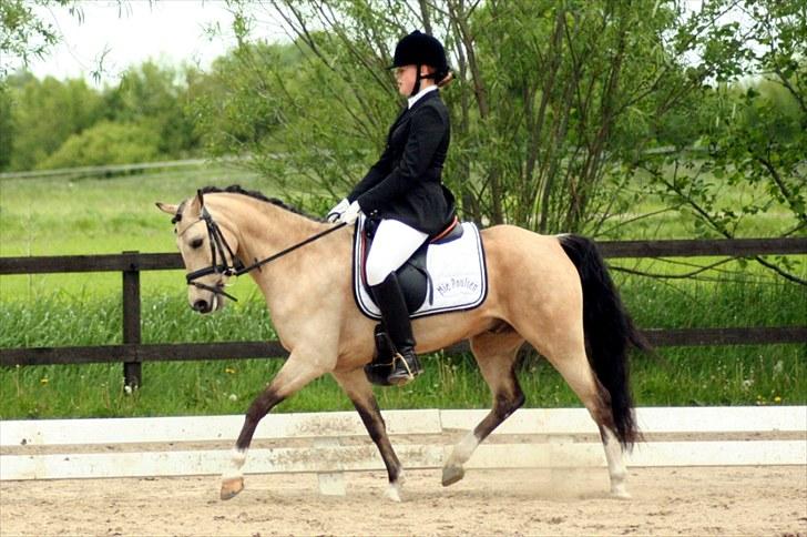 Rideklubben Falken d. 30.05.2010 - X-FAKTOR CUP FINALE billede 25