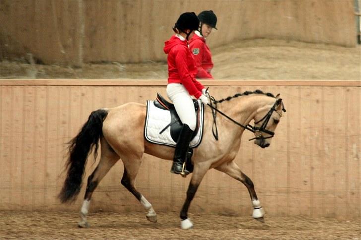 Rideklubben Falken d. 30.05.2010 - X-FAKTOR CUP FINALE billede 34