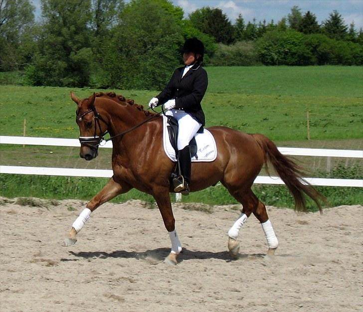 Fra urhest til dressurhest!! billede 3