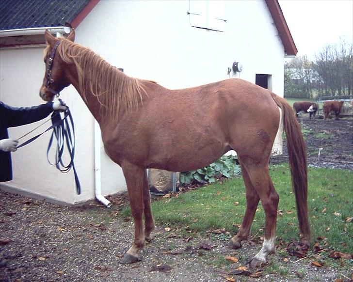 Fra urhest til dressurhest!! billede 2