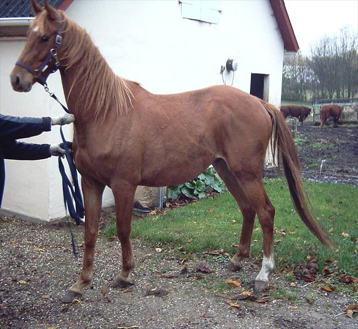 Fra urhest til dressurhest!! billede 1