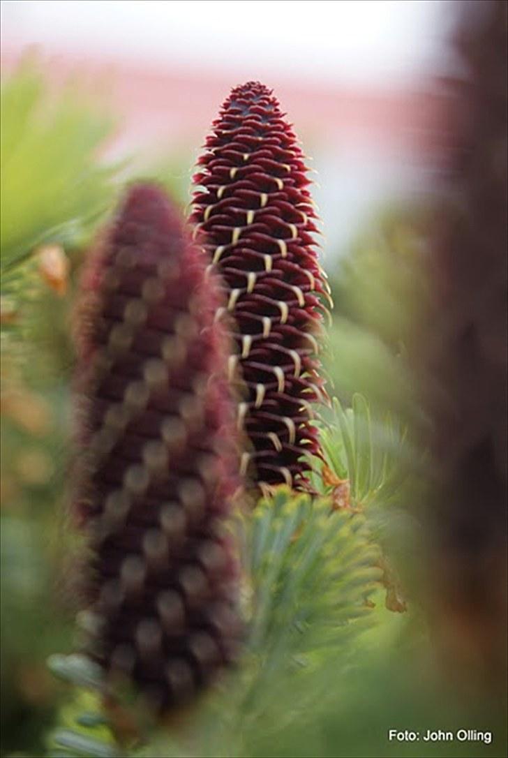 Spejl refleks-kamera (A.G Foto) billede 2