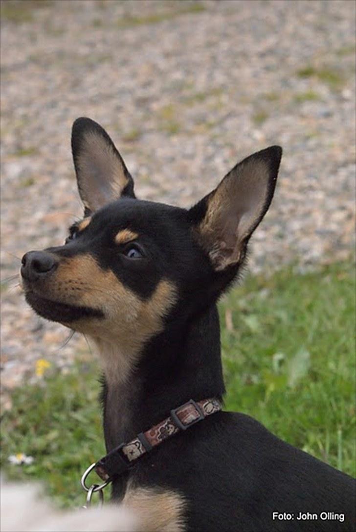 Spejl refleks-kamera (A.G Foto) billede 3