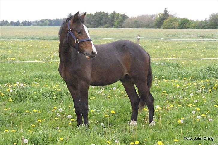 Spejl refleks-kamera (A.G Foto) billede 6