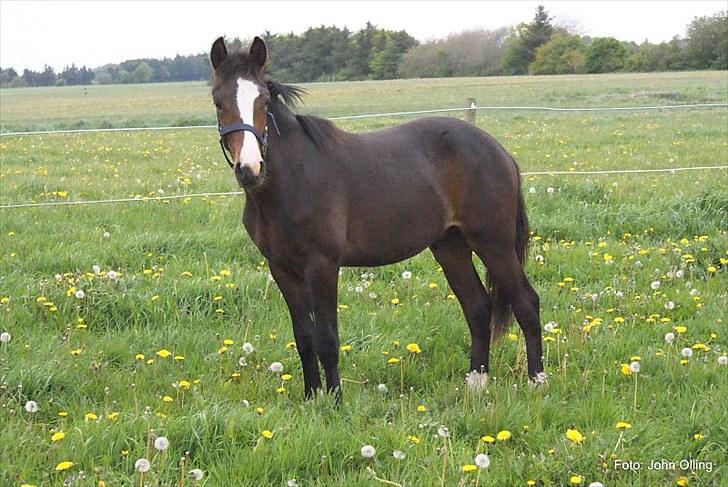 Spejl refleks-kamera (A.G Foto) billede 7