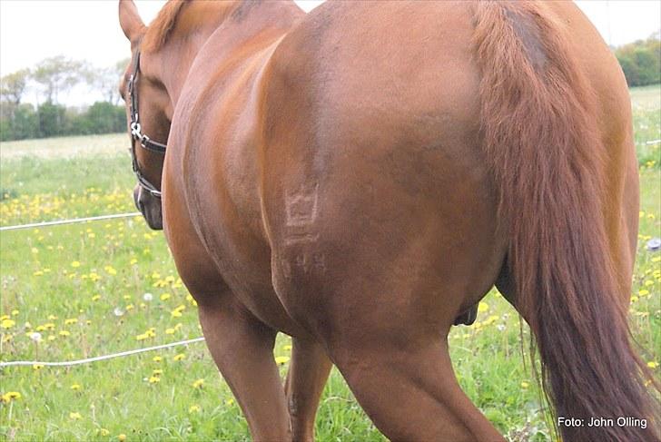 Spejl refleks-kamera (A.G Foto) billede 9