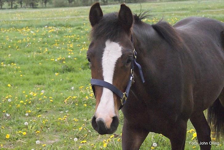 Spejl refleks-kamera (A.G Foto) billede 12