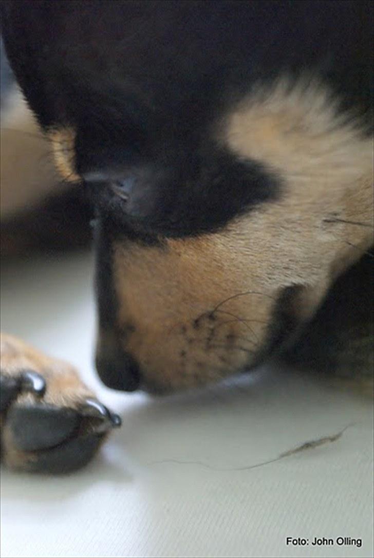 Spejl refleks-kamera (A.G Foto) billede 13