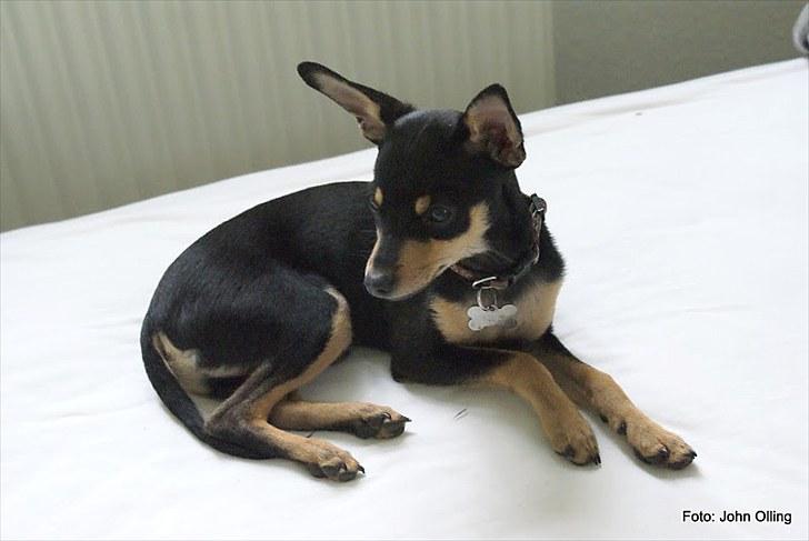 Spejl refleks-kamera (A.G Foto) billede 14