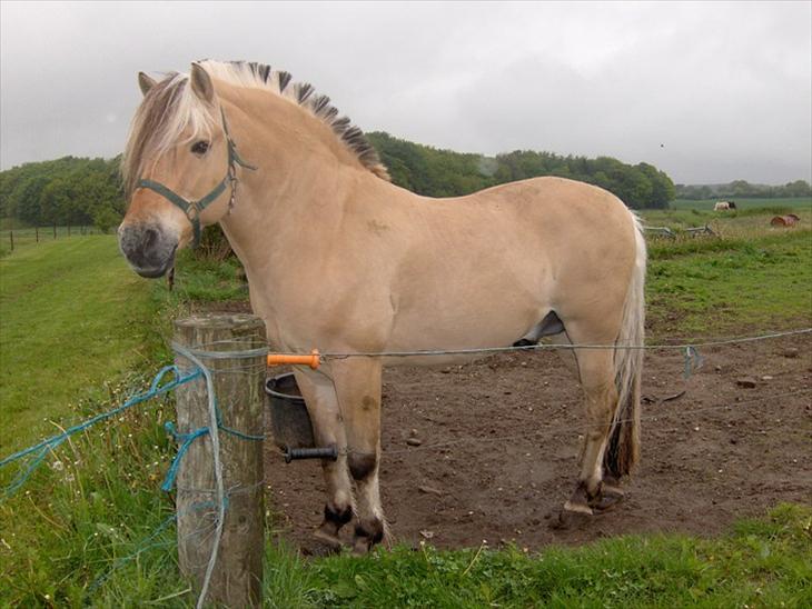 {{currentPhoto.altText}} billede {{currentPhoto.number}}