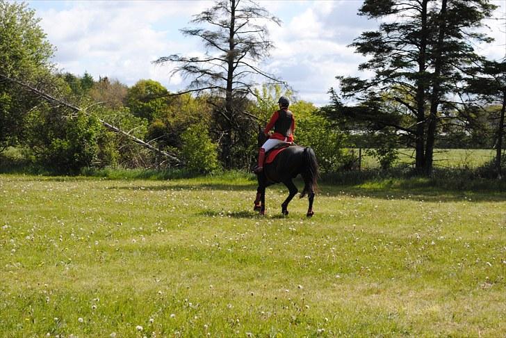 Aaskov rideklub!! billede 25