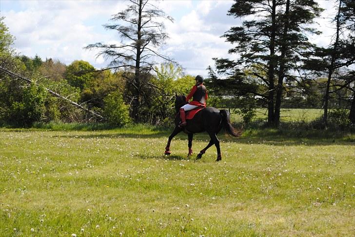 Aaskov rideklub!! billede 26