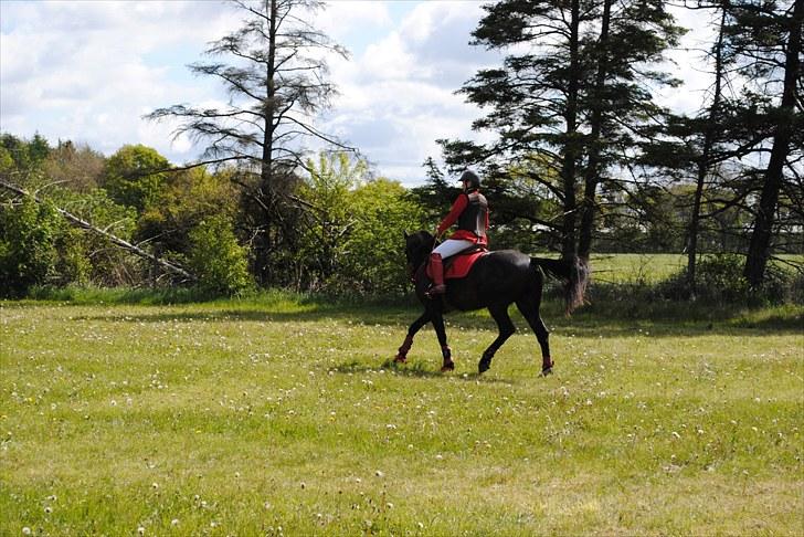 Aaskov rideklub!! billede 27