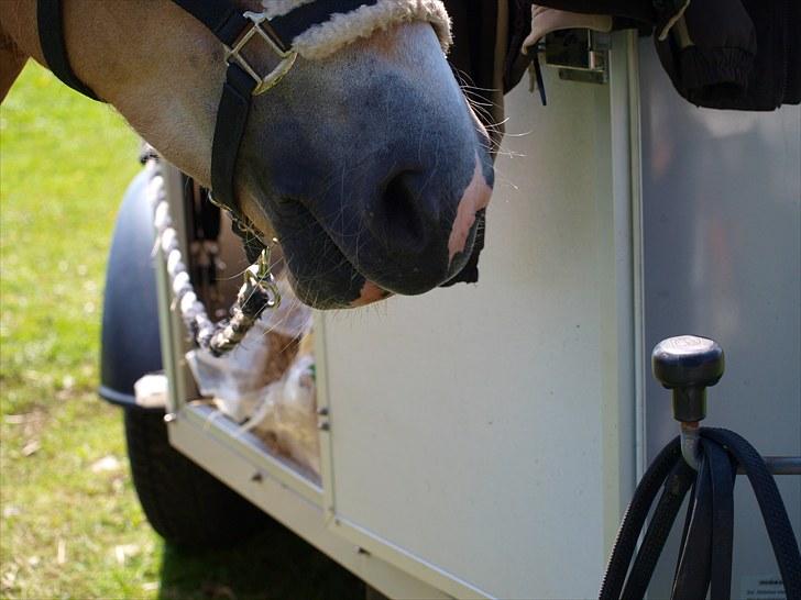 Sydjysk rideklub, rødekro - anne og lucky(: billede 2