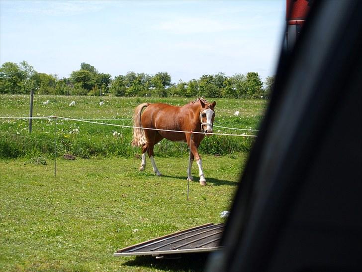 Sydjysk rideklub, rødekro - anne og lucky(: billede 3