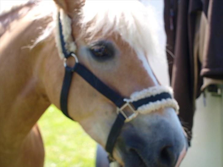 Sydjysk rideklub, rødekro - anne og lucky(: billede 4