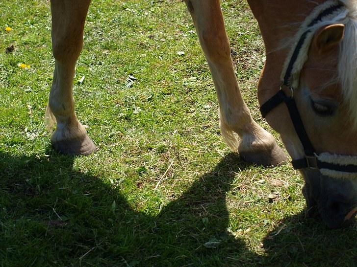 Sydjysk rideklub, rødekro - anne og lucky(: billede 5