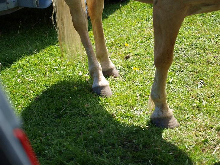 Sydjysk rideklub, rødekro - anne og lucky(: billede 6