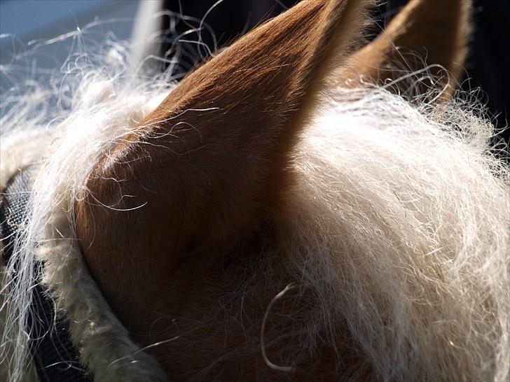 Sydjysk rideklub, rødekro - anne og lucky(: billede 7
