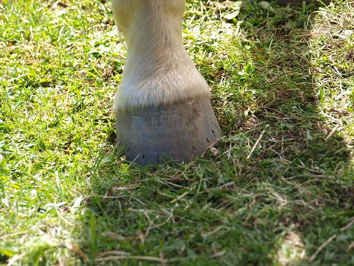 Sydjysk rideklub, rødekro - anne og lucky(: billede 8