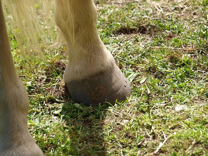 Sydjysk rideklub, rødekro - anne og lucky(: billede 9