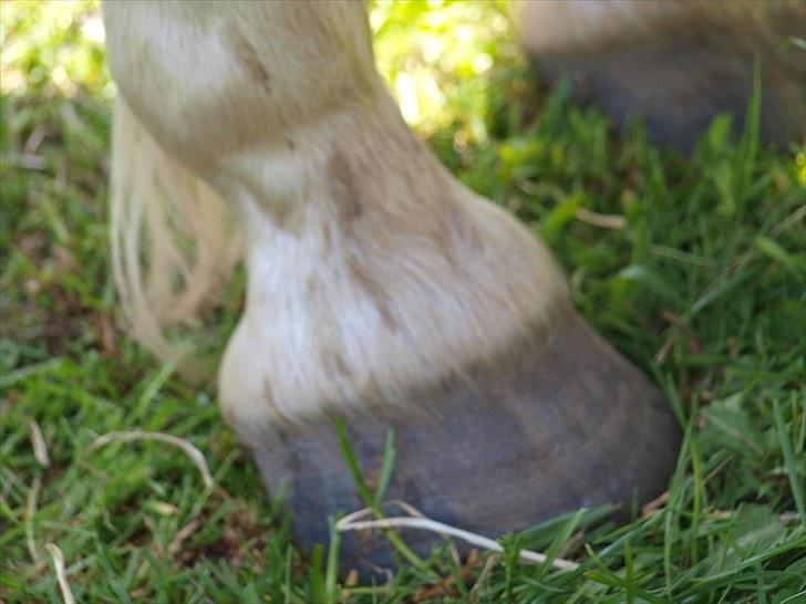 Sydjysk rideklub, rødekro - anne og lucky(: billede 10