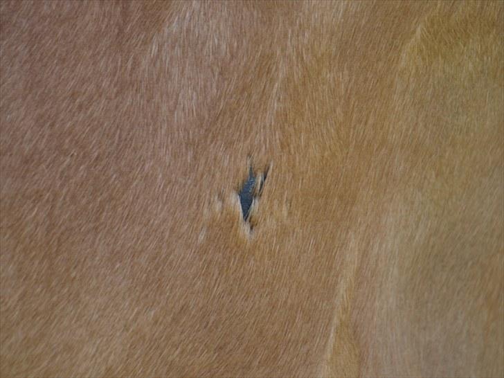 Sydjysk rideklub, rødekro - anne og lucky(: billede 11