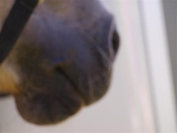 Sydjysk rideklub, rødekro - anne og lucky(: billede 12