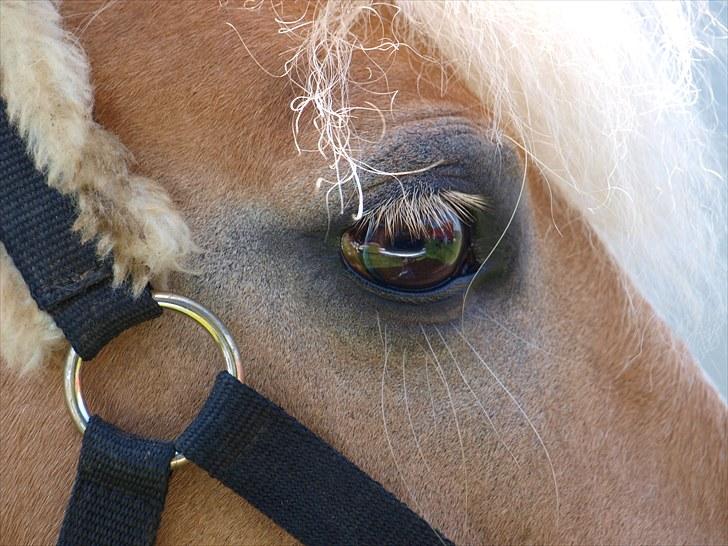 Sydjysk rideklub, rødekro - anne og lucky(: billede 13