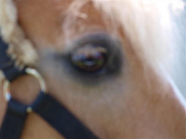 Sydjysk rideklub, rødekro - anne og lucky(: billede 14